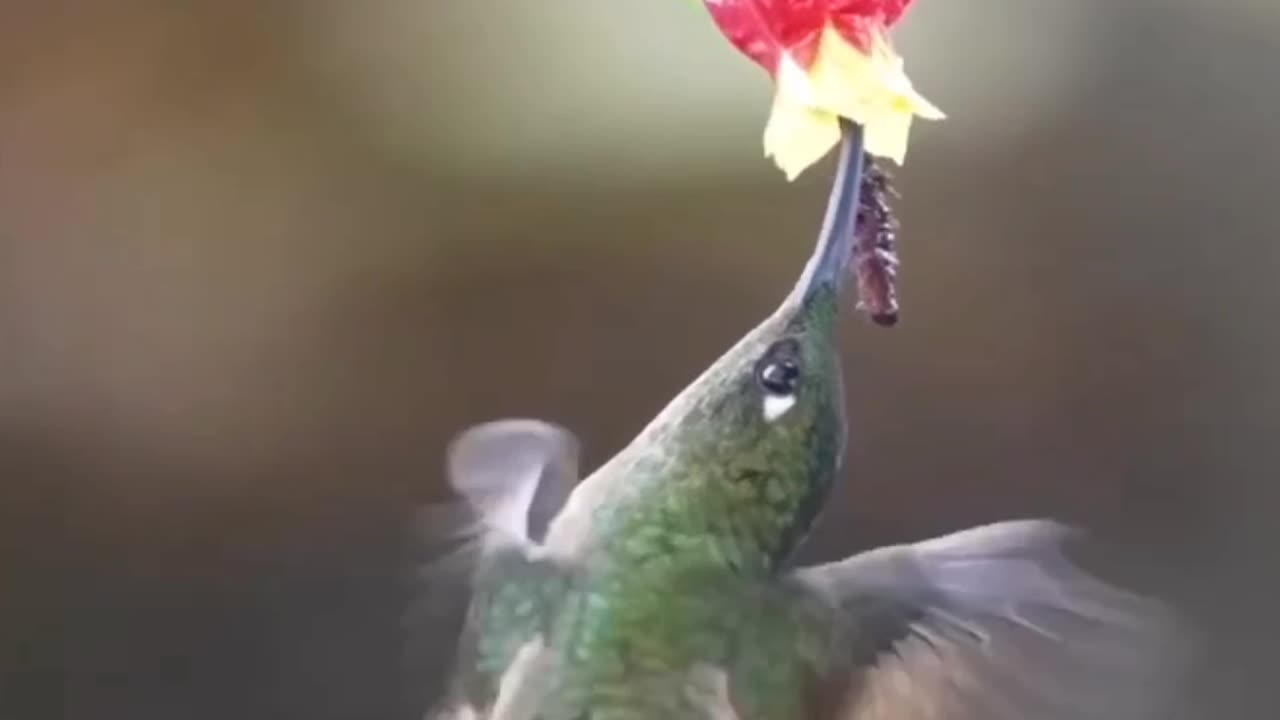 Colour Birds 🕊️.