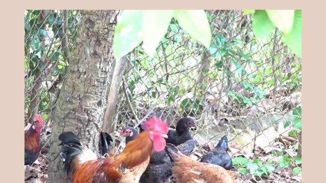 Beautiful chiken family