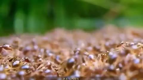 During Floods Or Heavy Rainfall Fire Ants Gather Together As A Colony & Form Rafts On The Water’s Surface Using Their Own Bodies