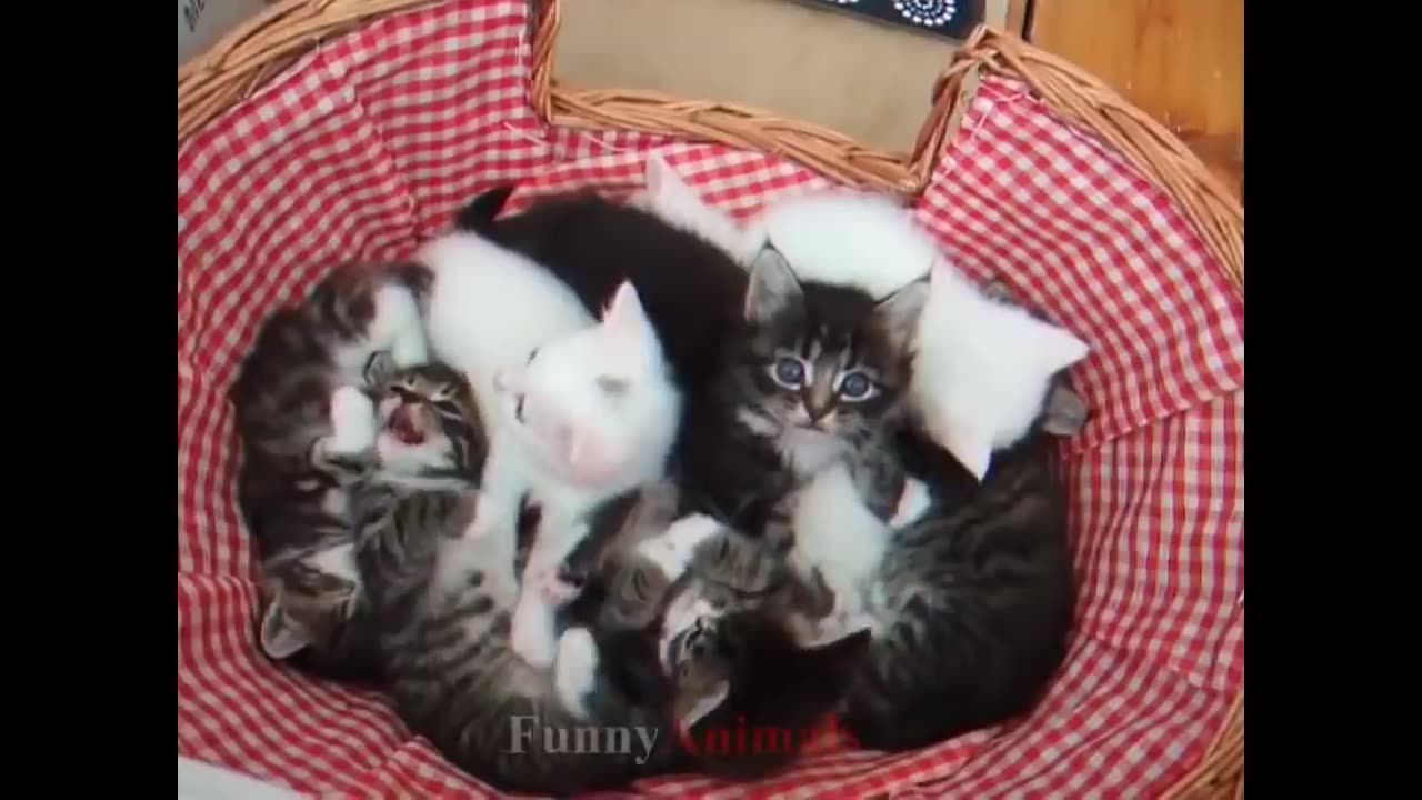 Cute kitten videos compilation 😾😻😽