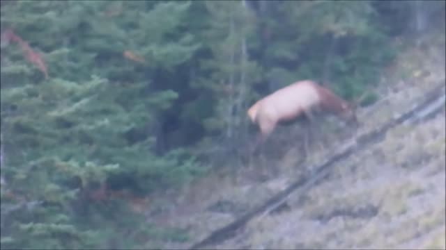 Submission #3 - 2020 Idaho Archery Elk