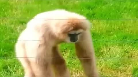 Animal Funny Moments 😆