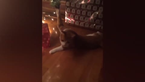 Funniest Animals | Funny Dog And Cat | Funny Animals Video #3