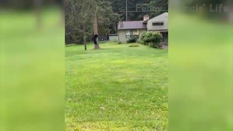 Dog vs bear