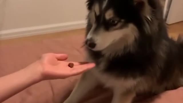 Super Funny Prank on Dogs