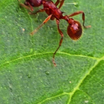 Close-up of a red ant / beautiful insect on a blade of grass.