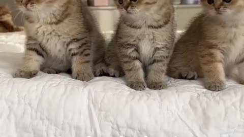 Kitten dance