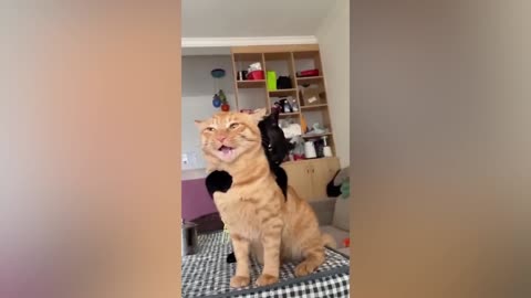 Best Funny Animal Videos Of The 2023 🤣 - Funniest Cats And Dogs Videos 😺😍 (57)
