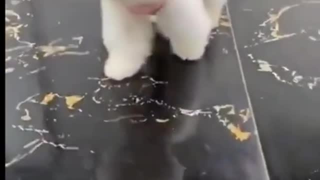 Baby dog video