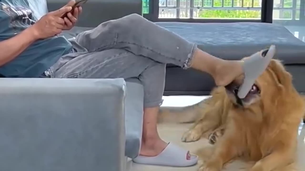 Golden retriever Funny 😂 short