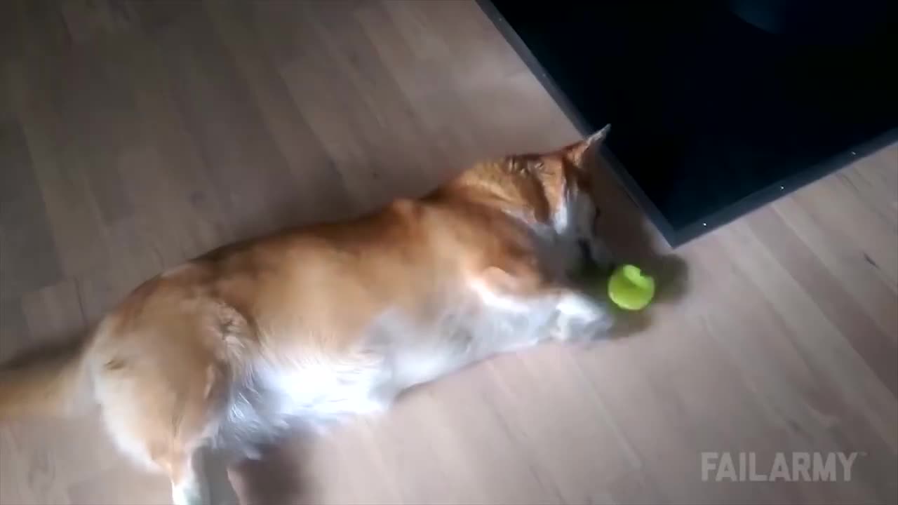 Dog Fail 2023: Funny Dog Video Compilation - TRY NOT TO SMILE
