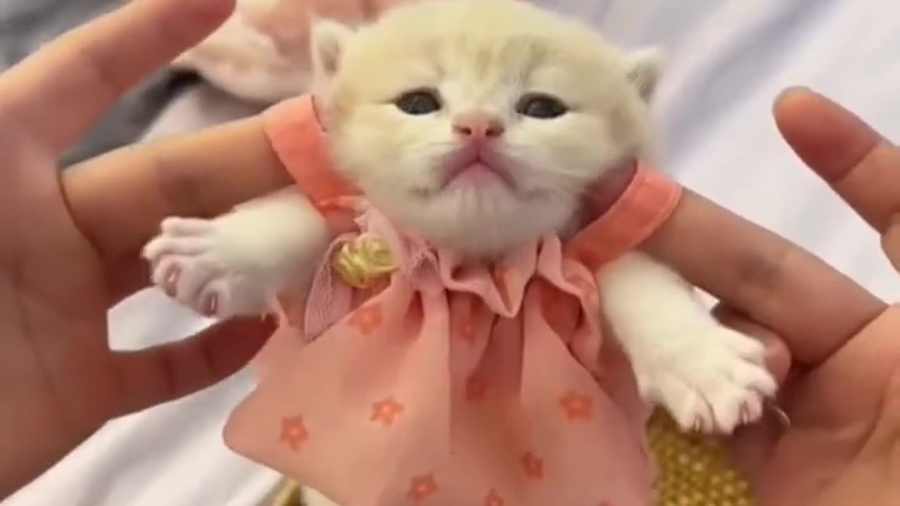 Cute kitten #cat #lovecats #cats #catvideos #kittens #catlover #princesscat #kitten
