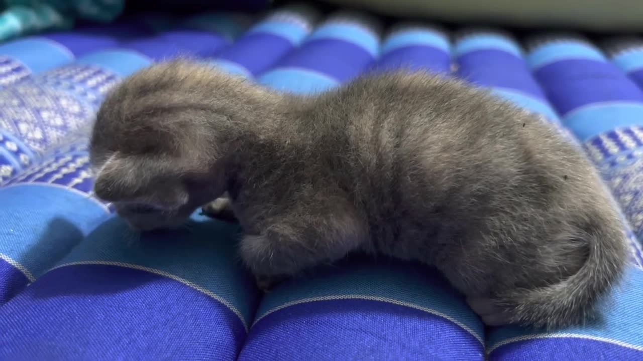 Cute kitten born in 10 days