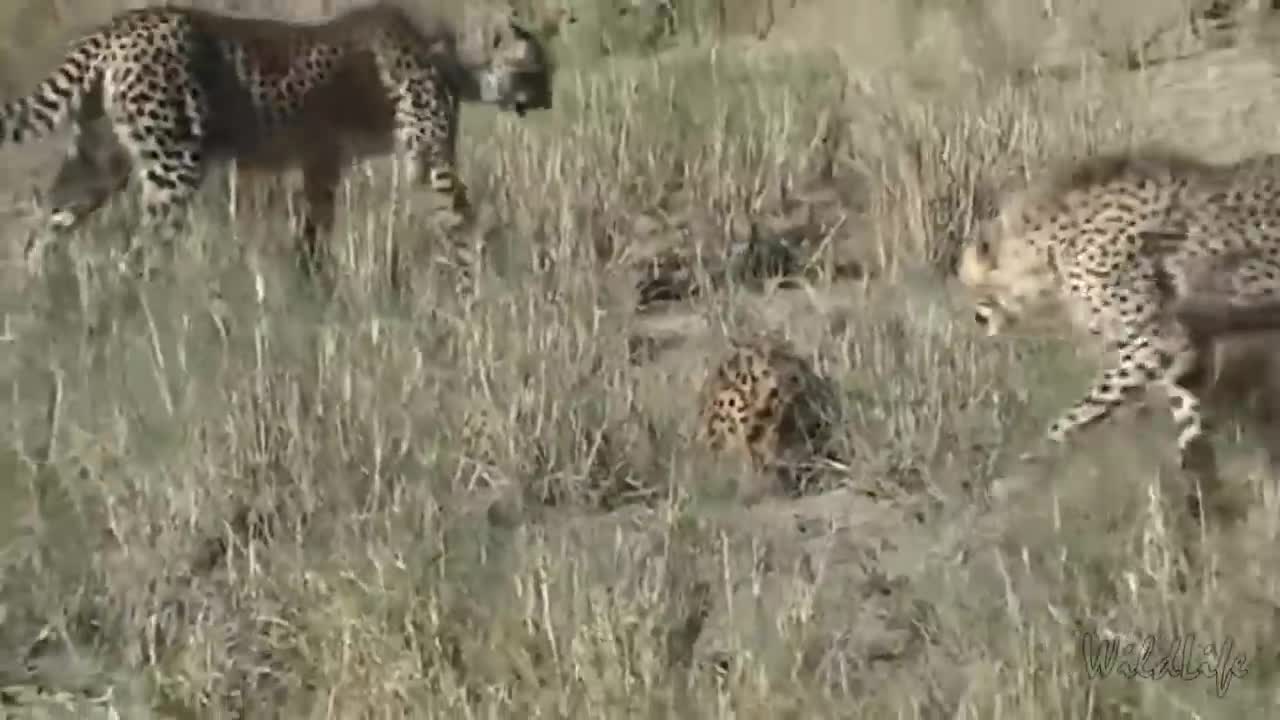 cheetahs attacking serval