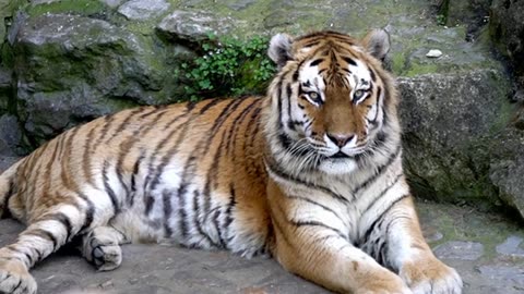 Wild adult tiger footage|captured