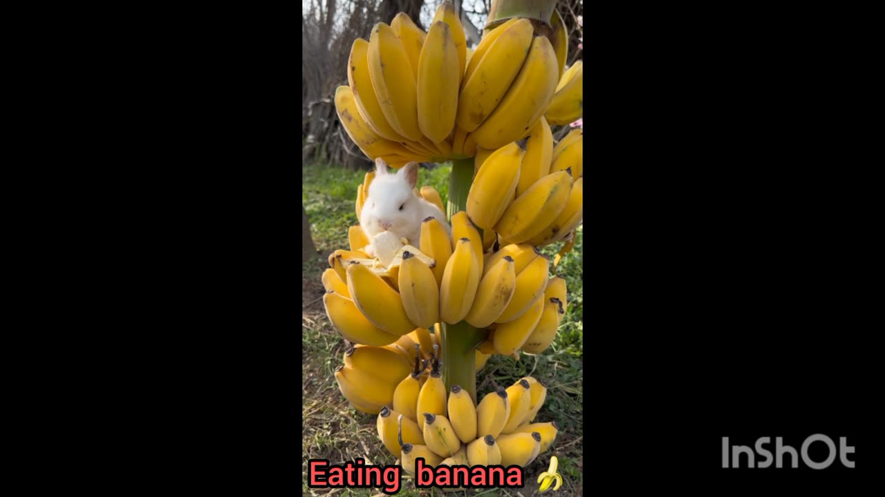Short video