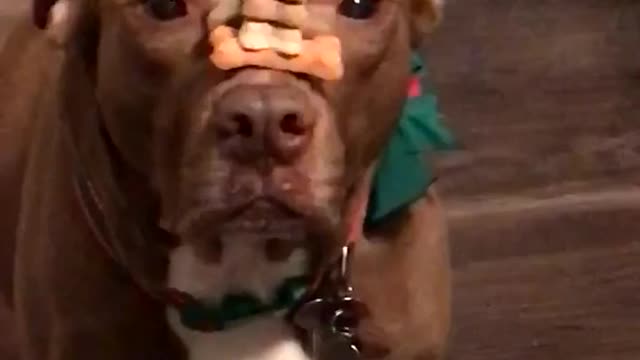 Dog Balances Treats On His Nose