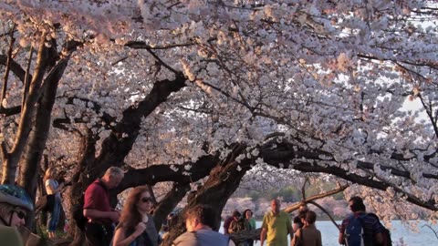 Washington DC cherry blossom 🌸🌸