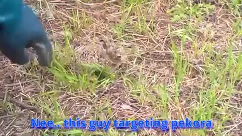 Angry pekora rabbit attack - Animal hololive_Cut