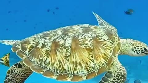 sea turtle