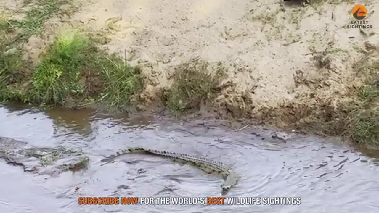 Eagle Steals from Crocodile