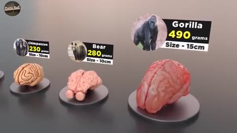 Brain Size Comparison | Animal | Human | Monster | Fictional Brains Size