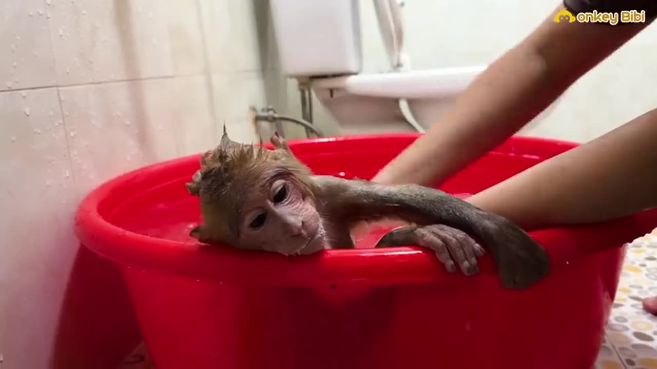 Super funny! Bibi discovered that the baby monkey pooped so he asked Mom to take a bath!