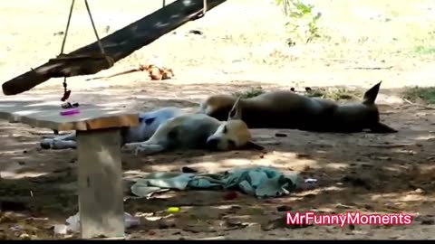 Troll Prank Dog Funny & Fake Lion and Tiger Prank To Dog & Huge Box Prank to Dog Compilation 1 🐶🦁🐯