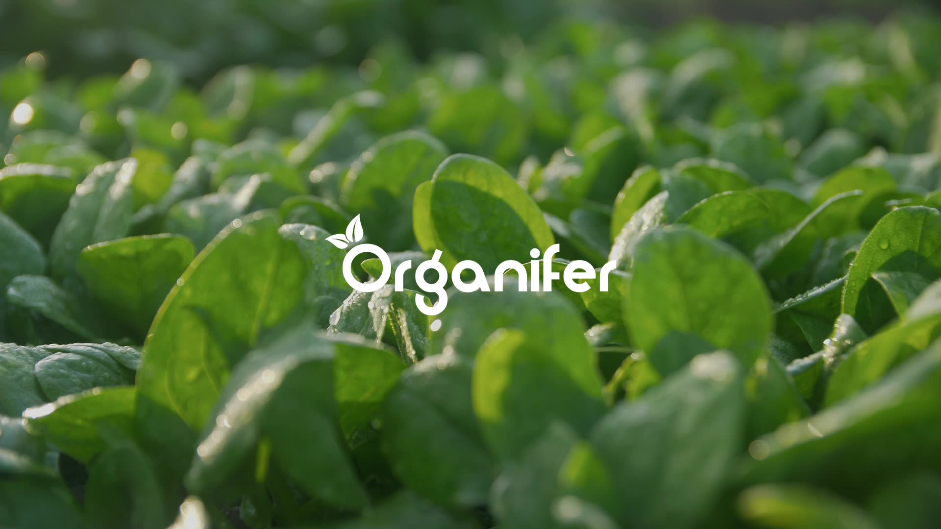 Vegetable Seed Collection – 15 Essential Varieties • Organifer