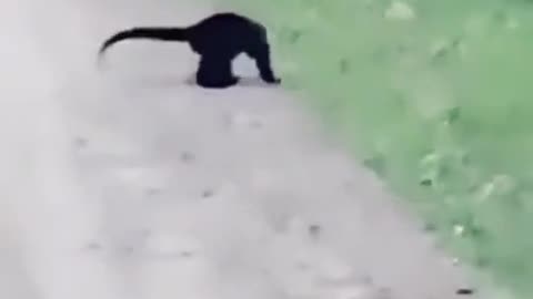 Monkey funy, wkwkwkwk...