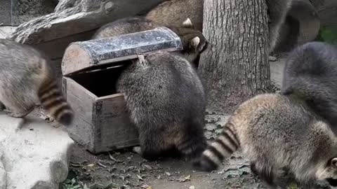 Witty little raccoon