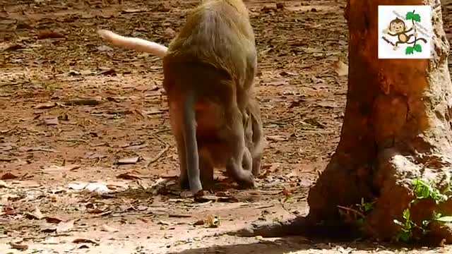 Wow Monkey mating funny clips