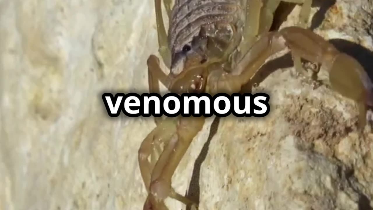 🦂 Yellow Fat Tailed Scorpion Africa’s Deadliest Scorpion! 🌍