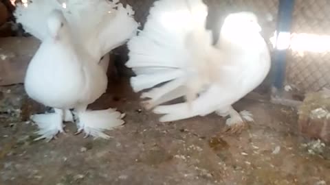 love birds