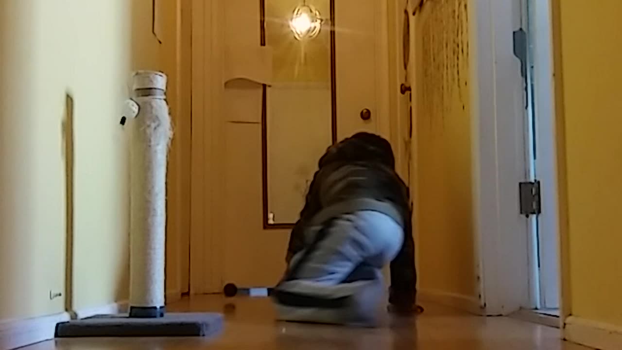 Playing with cat in hallway