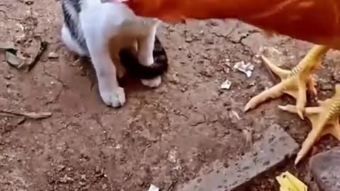 Cute and Funny Animal Video😂|| Funniest Viral Puppy Cat clips😹|| #shorts video #funny animals #cats