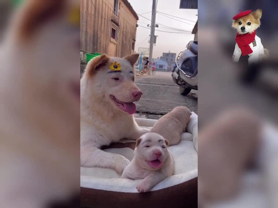 Cute dogs relaxing - Cute and Funny Dog Videos
