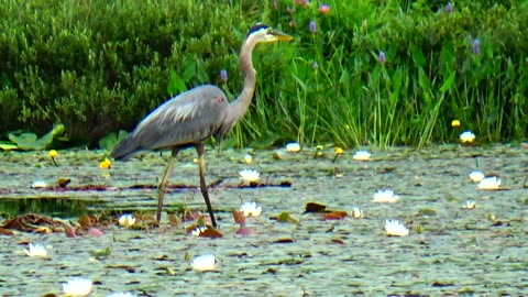 Great Blue Heron