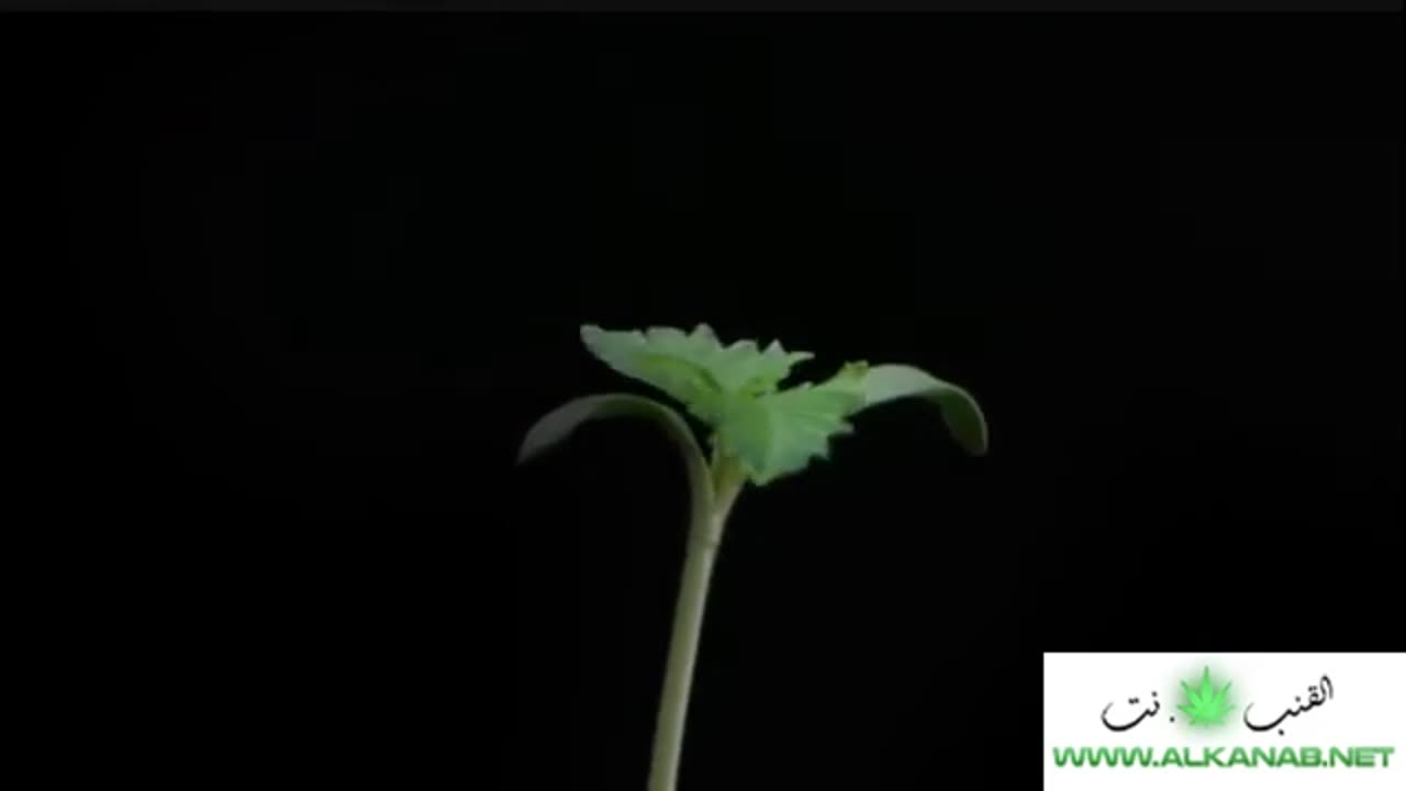 حياة نبتة القنب من البذرة الى حصاد الازهار 💚🌱☘️