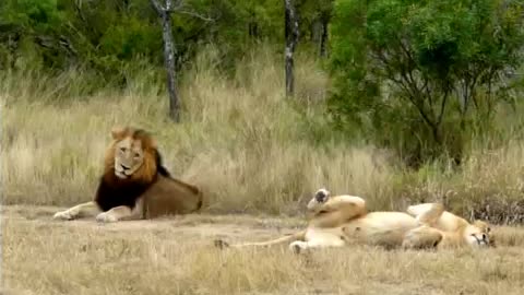 Hilarious! Lioness attempting to lure an uninterested male Lion to mate!