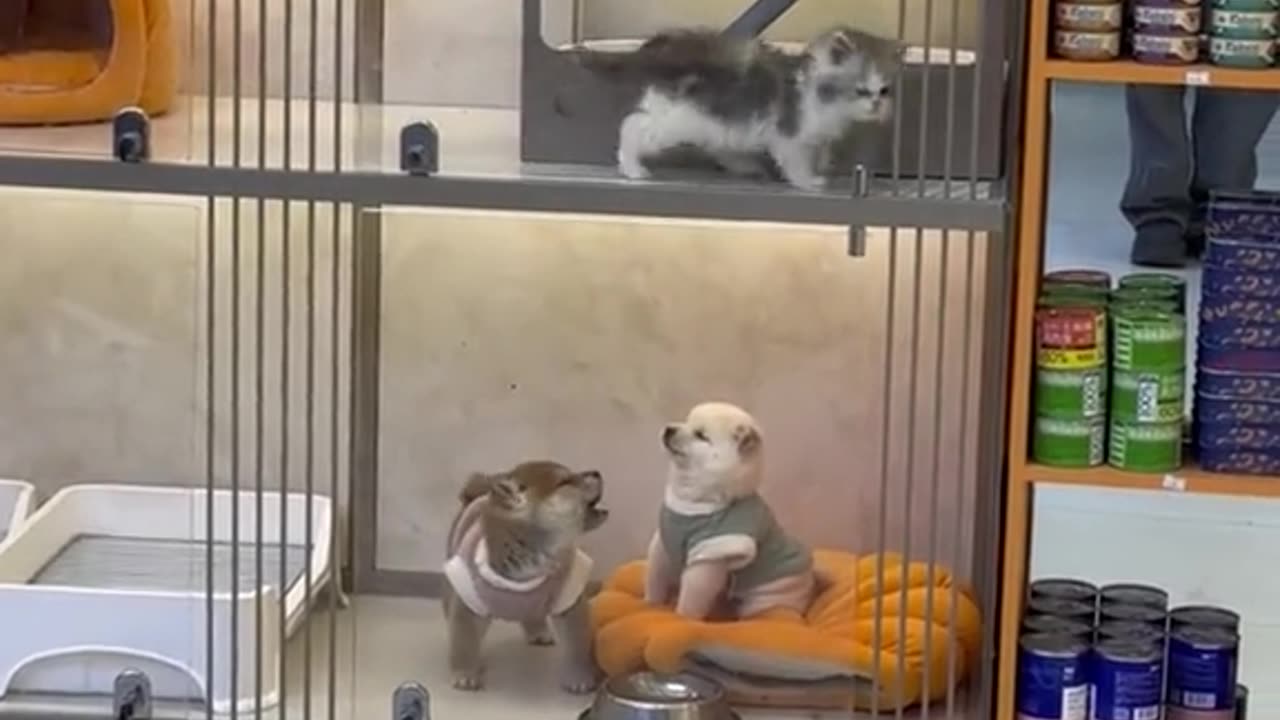 Funny Animals