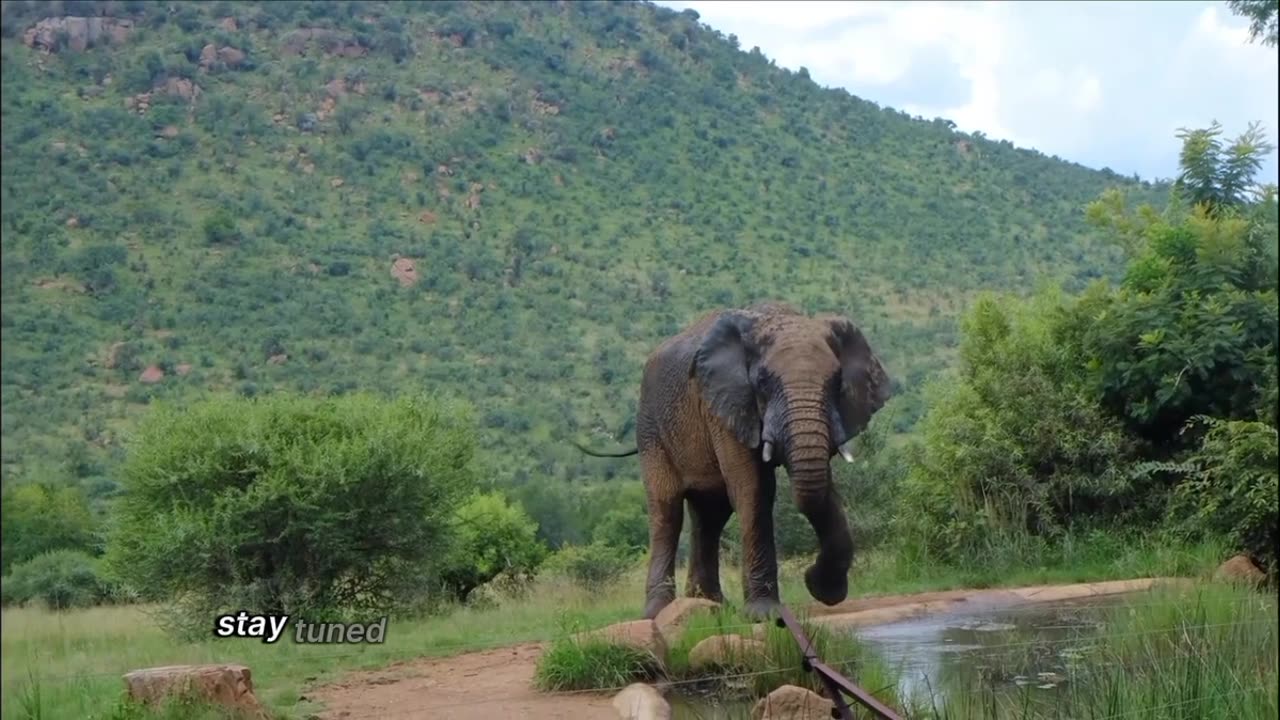 The Majestic Elephant: Guardians of the Wild