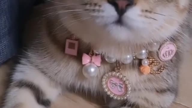 The little cat is asking you is it beautiful?