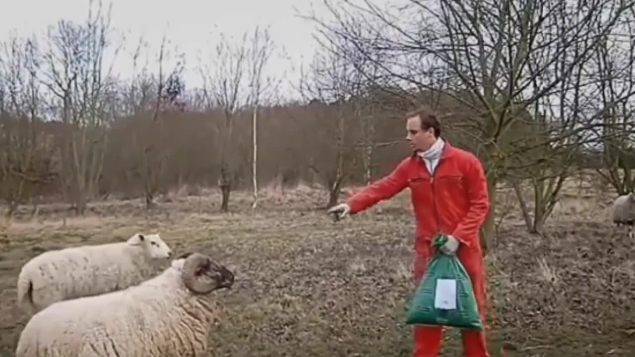 animal vs human funniest compilation