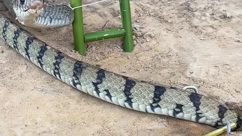 Snake trap 🪤🐲 short video rumble video