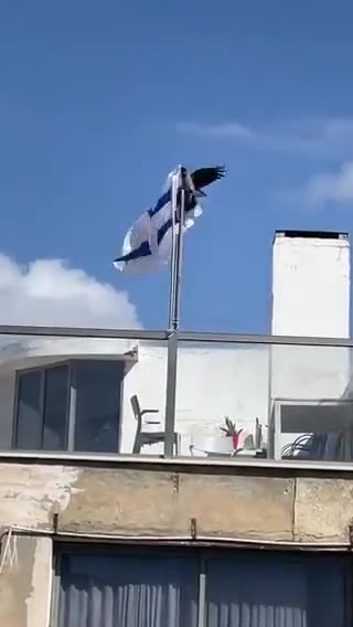 RAVENS||ARE THEY INTELLEGENT?