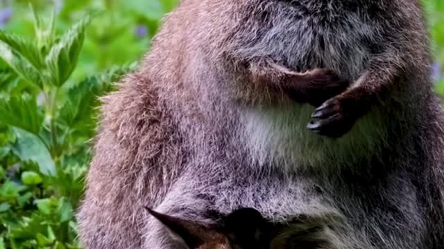 kangaroo save baby at stomach bag