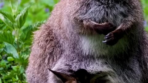 kangaroo save baby at stomach bag