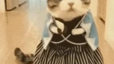 Cute Cat Gif