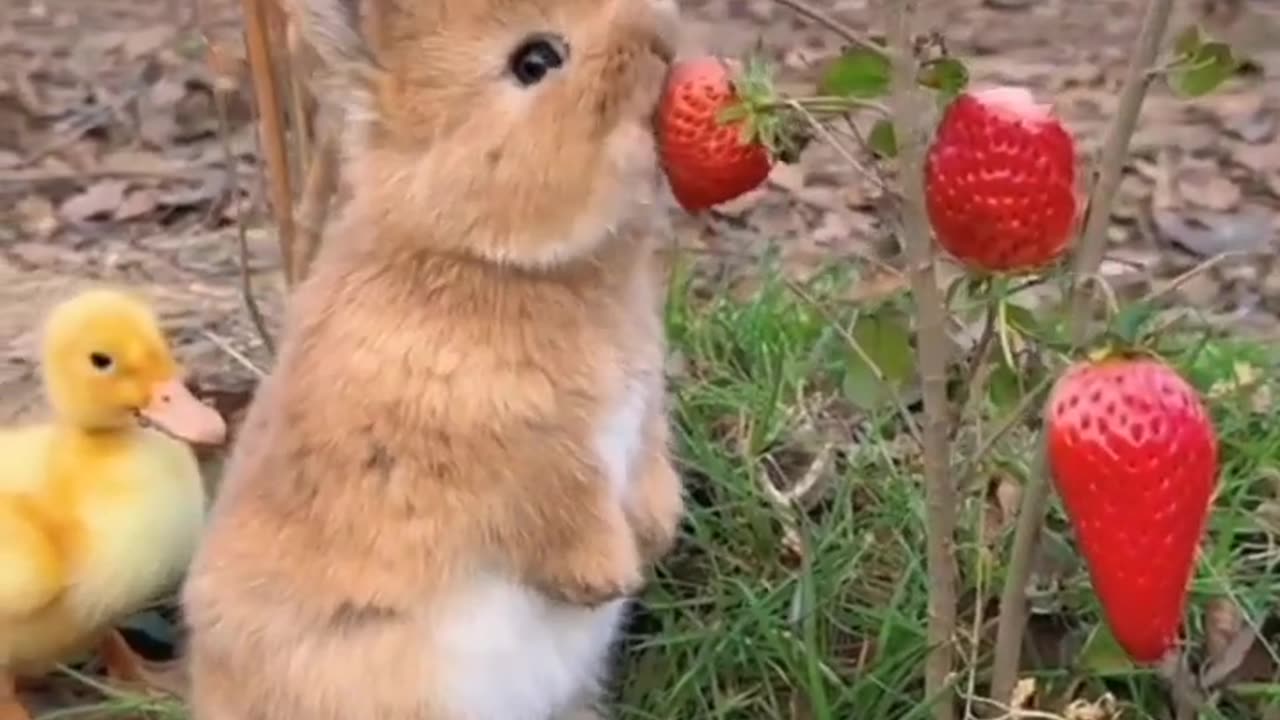 Eating Cute Pets Animals 🤪 #cute video